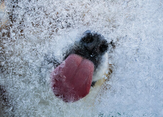 a dog licking frost-covered glass, pressing its nose against it