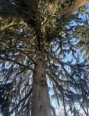 spruce tree, nature, forest, green, trees, leaves, spring, wood, branch, sky, leaf, old, woods, park