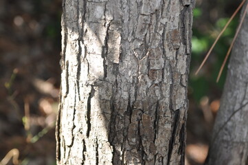 Obraz premium Pyrus ussuriensis tree is a wild deciduous pear growing tall in mountain forests, characterized by sharp serrated leaves, white spring blossoms, and yellow autumn fruits retaining a persistent calyx