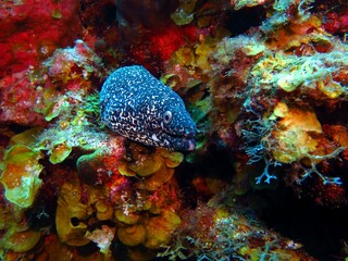 Vivid coral reef and curious spotted moray eel. Marine life and corals, underwater photography from scuba diving. Eel and coral reef. Predator in the ocean, wildlife photography. Scuba travel photo.