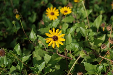 Yellow flower, Helianthus debilis, on green natural background. Dune or beach sunflower (Helianthus debilis). Yellow daisy