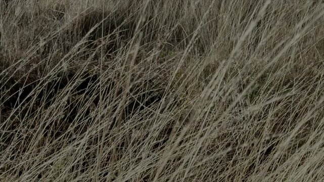 Grass blowing in the wind close up slow motion of nature and background abstract view UK 4K