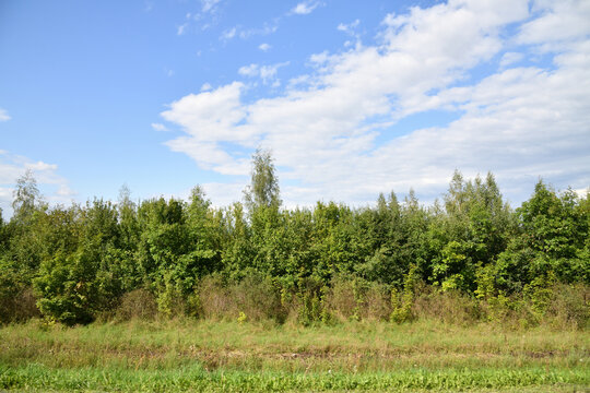 A shelterbelt of deciduous trees in Russia