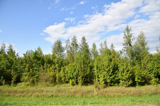A shelterbelt of deciduous trees in Russia