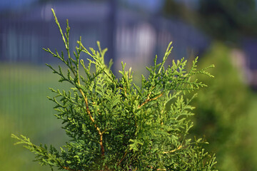 Young Thuja occidentalis "Brabant" growing outdoors in a private garden by the fence in summer