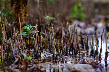 A vibrant mangrove seedling sprouting amidst the aerial roots in a natural wetland environment, showcasing the process of life and growth in a coastal ecosystem.
