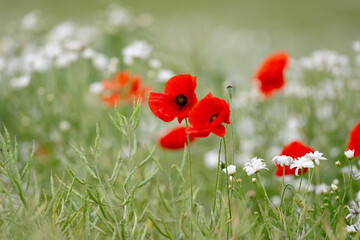Fototapeta premium Beautiful Poppies Daisies And Flowers Blooming In The Field