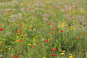 a colorful field with wild flowers as red poppy and yellow goosefoot and marguerites and cornflowers closeup