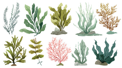 Diverse Collection of Plants Including Seaweed - Botanical Image with Various Plant Species