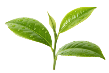 Vibrant close-up of fresh green tea leaves with dew drops glistening, isolated on a clean white background, showcasing natural vitality