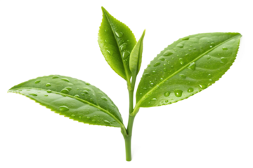 Fresh green tea leaves with water droplets, isolated on a white background, showcasing their vibrant color and natural beauty