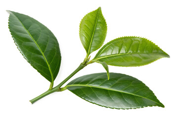 Fototapeta premium Close-up of a fresh green tea plant branch with vibrant leaves, showcasing the natural beauty and delicacy of this popular botanical