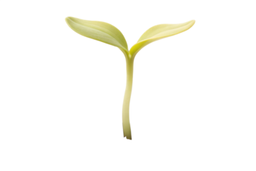 Delicate young plant sprout with two cotyledon leaves, symbolizing fresh beginnings, natural growth, and the cycle of life against a pristine white backdrop