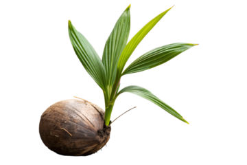 Vibrant green coconut sprout, with fresh leaves emerging from its brown husk, symbolizing natural organic growth and new tropical life, beautifully isolated on a clean white background