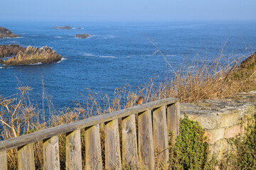 Petirrojo sobre la varandilla del paseo de la costa