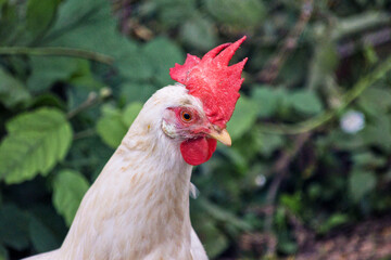 Gallina
