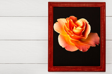 rose flower on a black background in a wooden frame