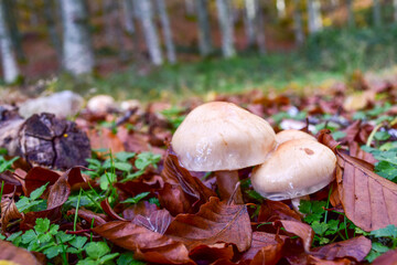 Setas de oto&ntilde;o