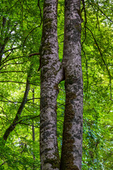 &Aacute;rboles gemelos