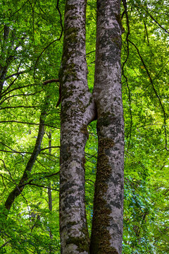 &Aacute;rboles gemelos