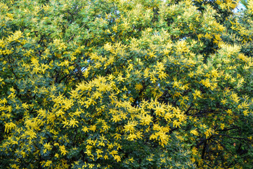 Arbusto de flores amarillas
