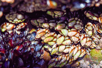 Percebes