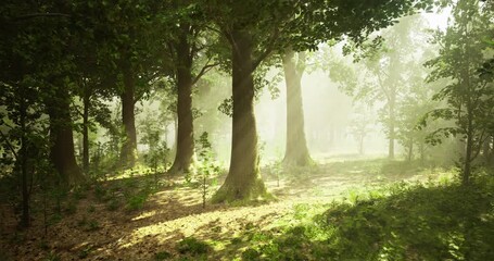 Bright sunlight streams through the tall trees in a peaceful forest. Fresh greenery blankets the ground, creating a tranquil atmosphere early in the morning.