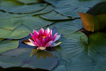 pink water lilly © talavietis