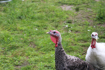 Turkey closeup