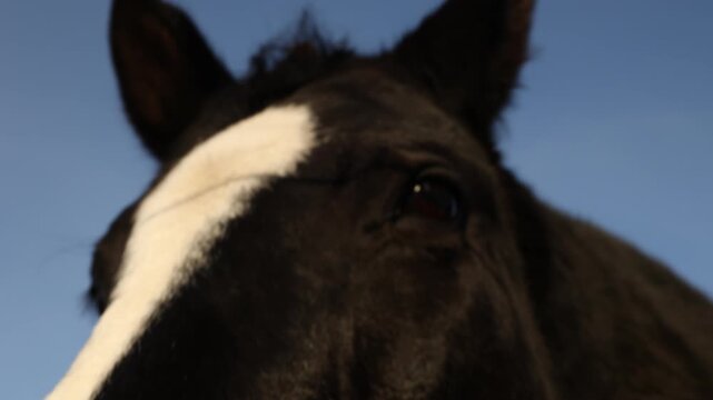 portrait of a donkey in a farm