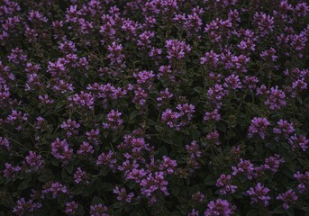 Obraz premium Tiny vibrant purple wildflowers clustered together in a dense patch, highlighting the beauty and tenacity of invasive garden plants ,growing ,macro ,resilience