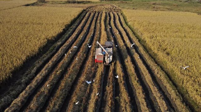 Drone footage harvesting rice with a machine. Food or Agriculture concept. 