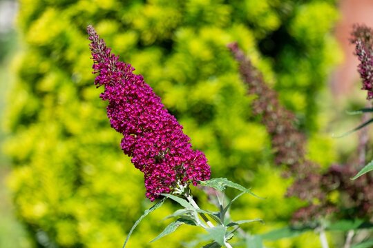 Close up of pink flowers on a buzz magenta butterfly bush (buddleja davidii) shrub