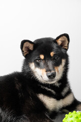 A black and tan Shiba Inu dog lies on a wooden floor with a green ball on a light gray background.