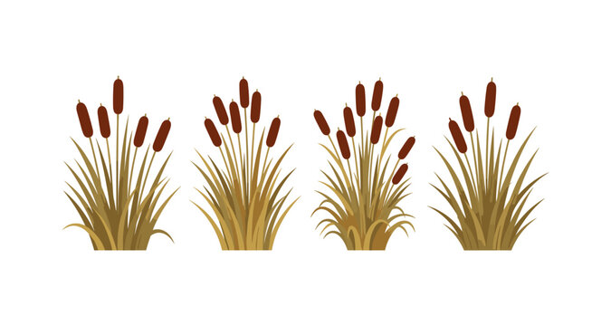 Collection of four stylized cattail plants with brown seed heads and green leaves