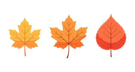 Fototapeta premium Three colorful autumn leaves in warm tones of yellow, orange, and red