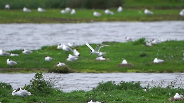 A Sandwich tern (Thalasseus sandvicensis) landing near its nest with a little fish in its beak - slow motion