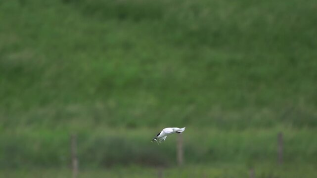  A Sandwich tern (Thalasseus sandvicensis) flying to its nest with a little fish in its beak - slow motion