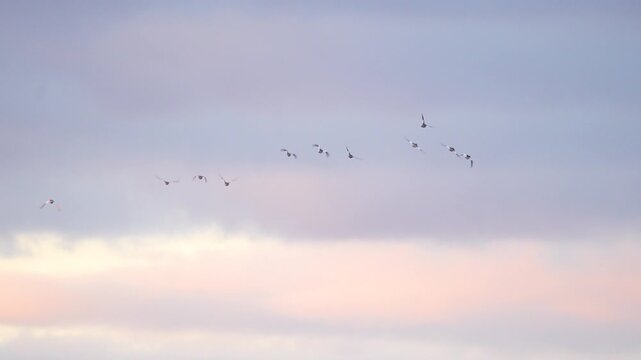 a flock of common mergansers in the sky at sunset