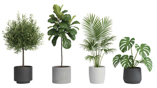 Collection of four diverse potted indoor plants including olive tree fiddle leaf palm and monstera