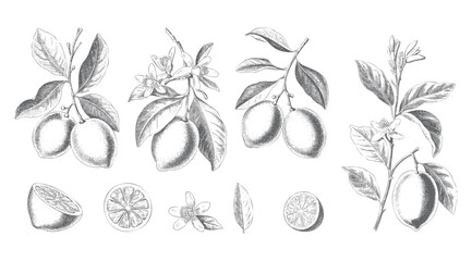 Fine line botanical lemons with flowers in vintage engraving style. © Artverza