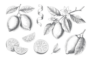 Fine line botanical lemons with flowers in vintage engraving style.