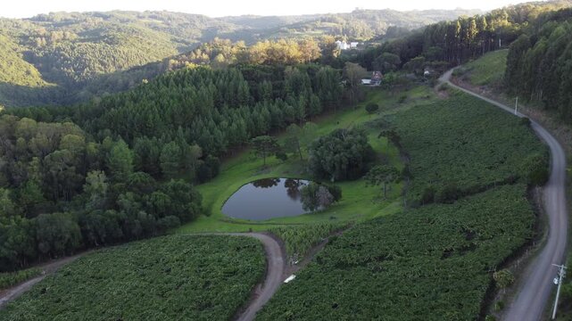 Drone footage of rural Flores da Cunha landscape with valleys, araucaria trees and lush nature during autumn, scenic countryside view in Serra Gaucha, Brazil