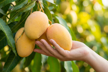 Ripe mangoes hanging from tree branch gently held by woman's hand with lush green leaves