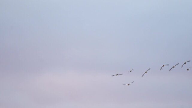 a flock of common mergansers in the sky