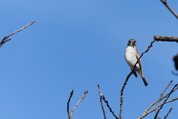 枝にとまるコサメビタキ