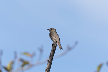 枝にとまるコサメビタキ