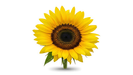 Obraz premium Vibrant Sunflower with Bright Yellow Petals and Dark Center on White Background