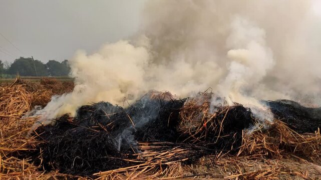 crop stubble burning in rural village | stubble | stubble burnning in countryside 
