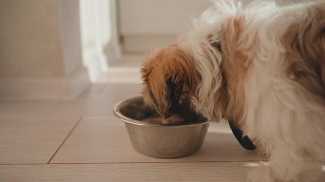 Pet Feeding Scene, Small Canine Delicately Enjoying Meal Indoors, Closeup Of Tiny Dog Being Fed Inside Home Setting, Closeup Of Small Pet As Someone Carefully Arranges Its Food Indoors